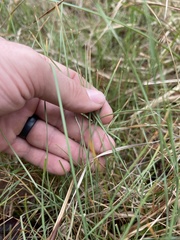 Eleocharis wolfii