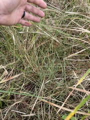 Eleocharis wolfii