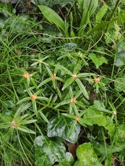 Portulaca cryptopetala