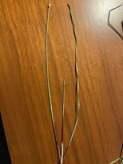 Eleocharis wolfii