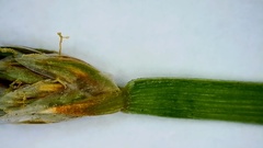 Eleocharis wolfii