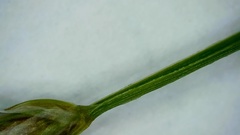 Eleocharis wolfii