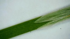 Eleocharis wolfii