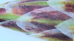 Eleocharis wolfii