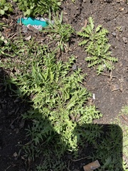 Capsella bursa-pastoris