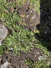 Capsella bursa-pastoris