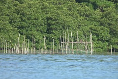 Nycticorax caledonicus