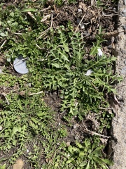 Capsella bursa-pastoris