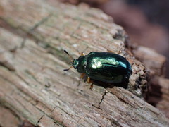 Plagiosterna formosana