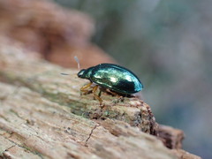 Plagiosterna formosana