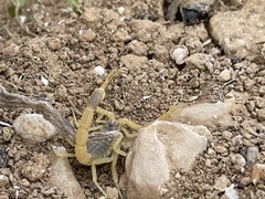 Leiurus hebraeus