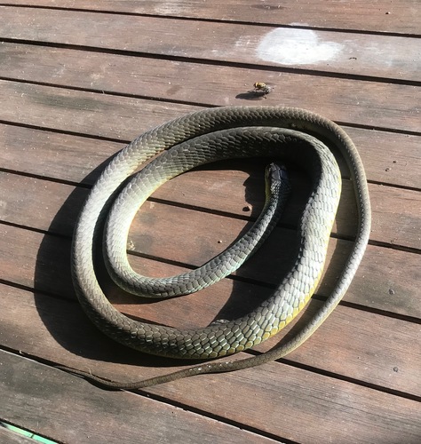 Common Tree Snake sighting