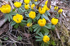 Eranthis