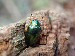 Plagiosterna formosana