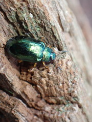 Plagiosterna formosana