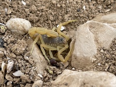 Leiurus hebraeus