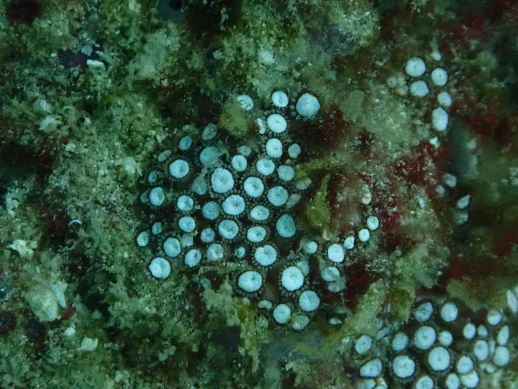 anemone coral