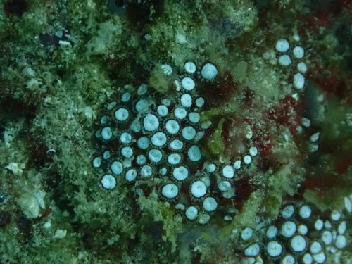anemone coral