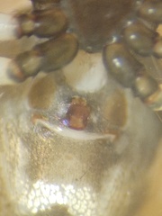 Emertonella taczanowskii