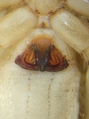 Phaeacius fimbriatus