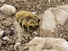 Leiurus hebraeus