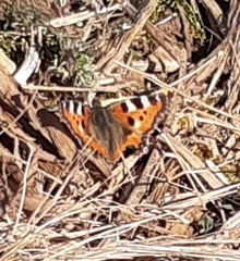 Aglais urticae
