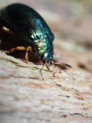 Plagiosterna formosana