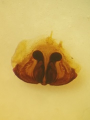 Phaeacius fimbriatus