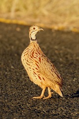 Scleroptila gutturalis