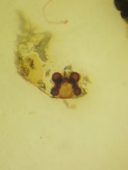 Emertonella taczanowskii