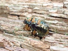 Plagiosterna formosana