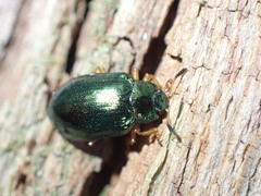 Plagiosterna formosana