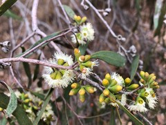 Eucalyptus odorata