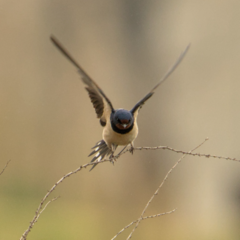 Hirundo rustica