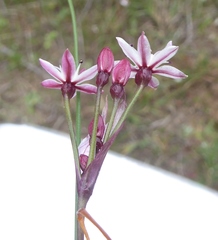 Strumaria tenella tenella
