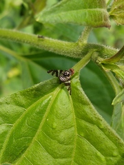 Cecidochares connexa
