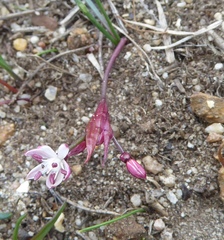 Strumaria tenella tenella