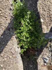 Arenaria serpyllifolia