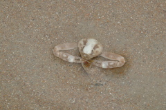Ryphila cancellus
