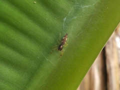 Indopadilla vimedaba