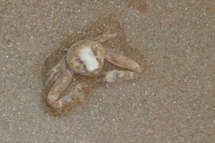 Ryphila cancellus