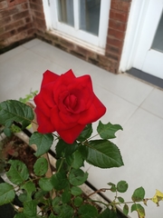 Rosa