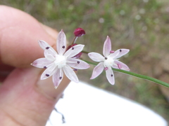 Strumaria tenella tenella