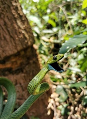 Boiga cyanea
