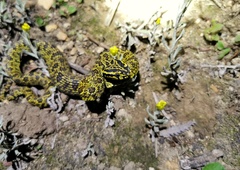 Protobothrops jerdonii