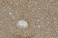 Ryphila cancellus
