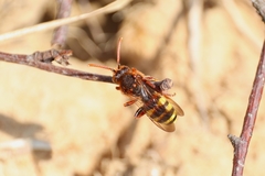 Nomada lathburiana