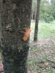 Dundubia