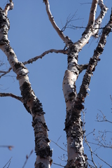 Betula dauurica