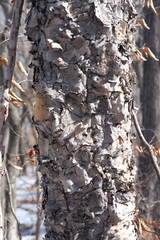 Betula dauurica
